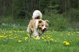 BORDER COLLIE 939
